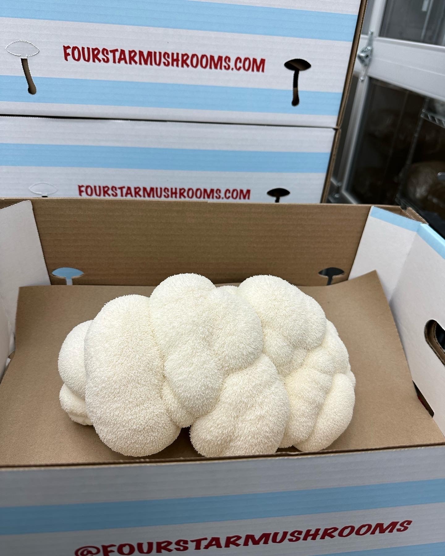 Lion's Mane Mushroom - 7lb/case