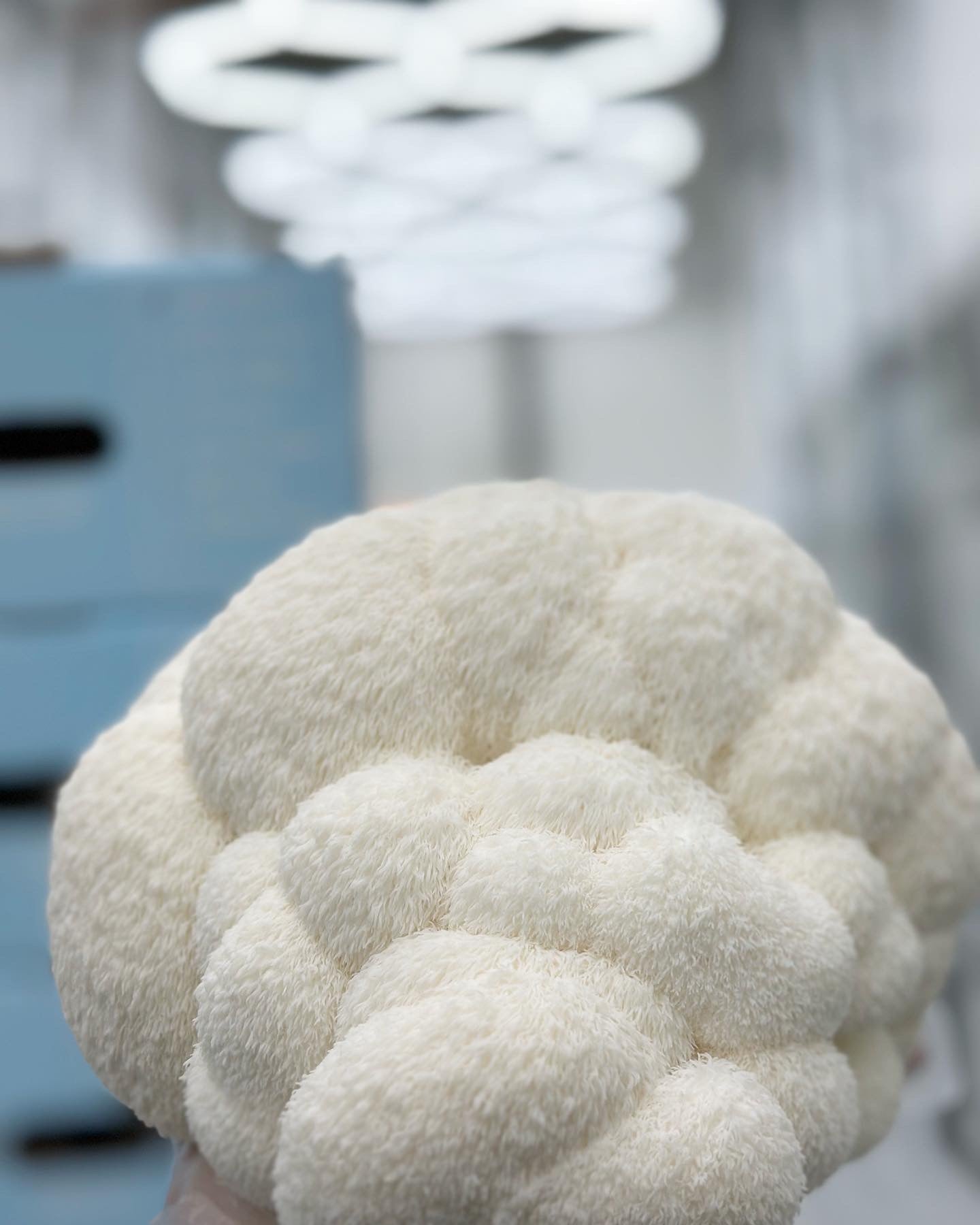 Lion's Mane Mushroom - 7lb/case