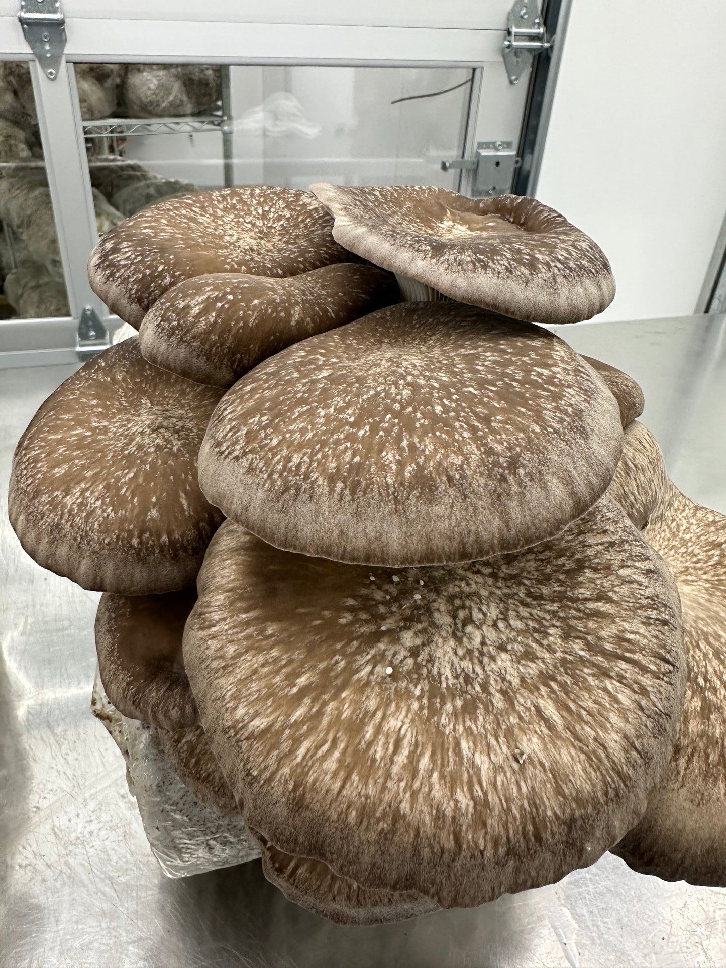 Black Oyster Mushroom - 6lb/case