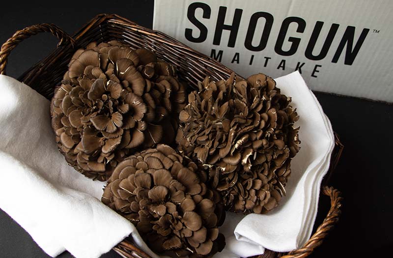 Maitake Mushrooms - Shogun - 6lb/case
