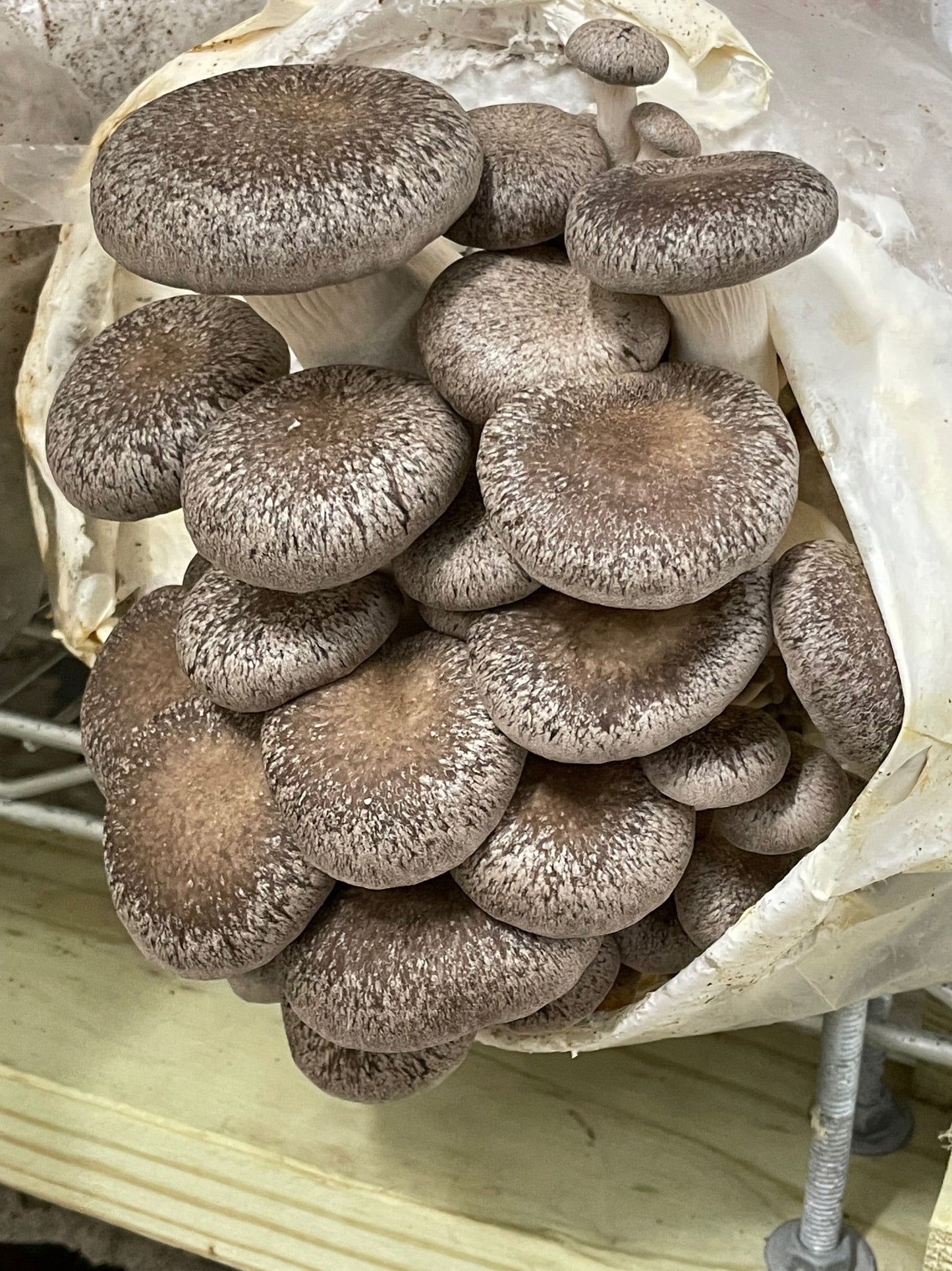 Black Oyster Mushroom - 6lb/case