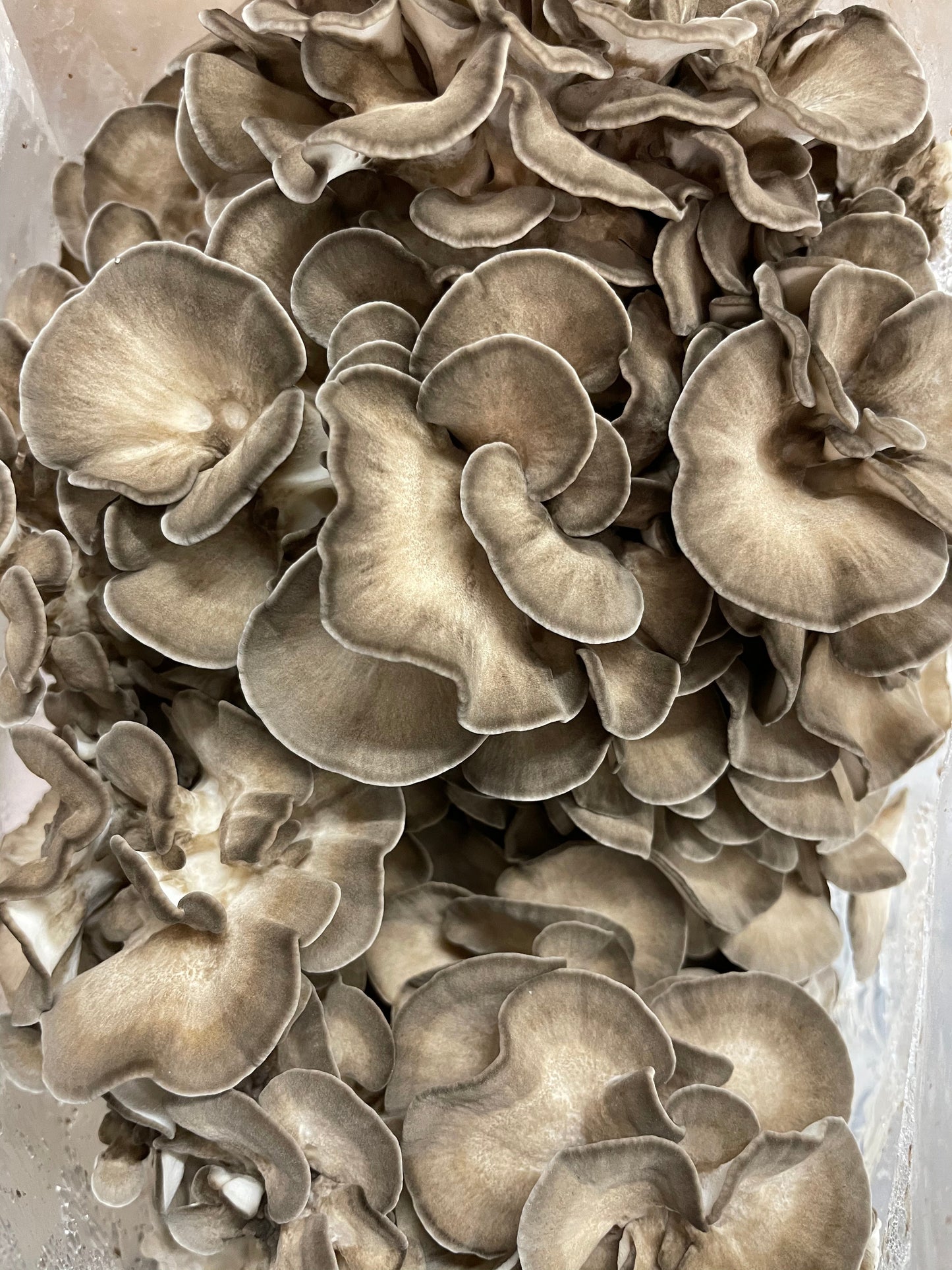 Maitake Mushrooms - 6lb/case