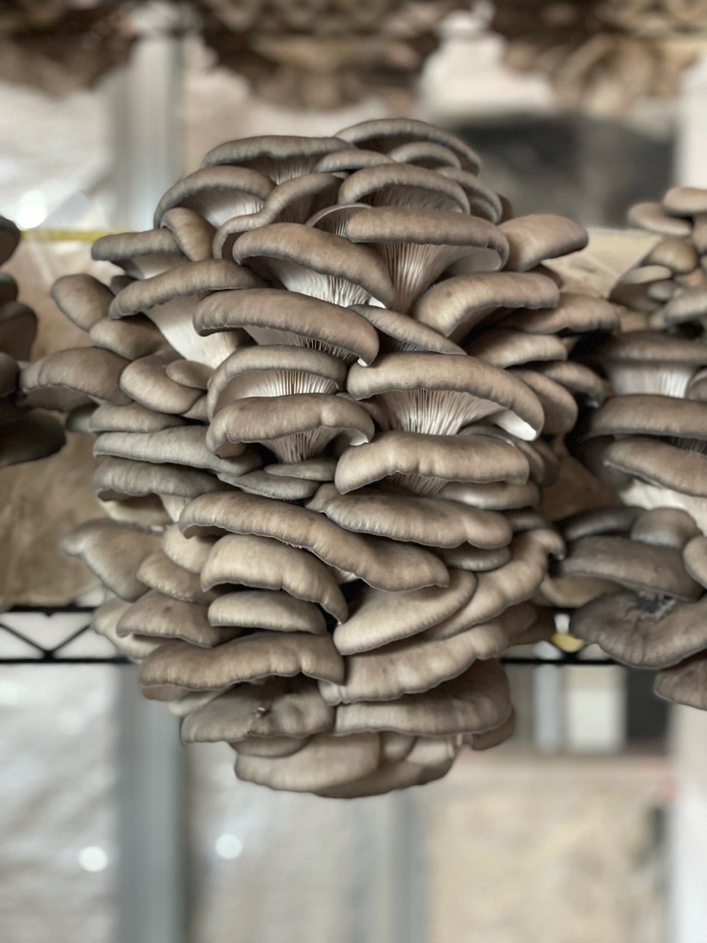 Blue Oyster Mushroom - 6lb/case