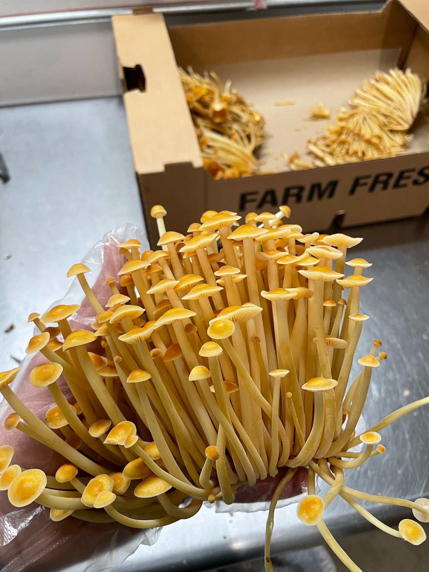Golden Enoki Mushrooms - 3lb/case