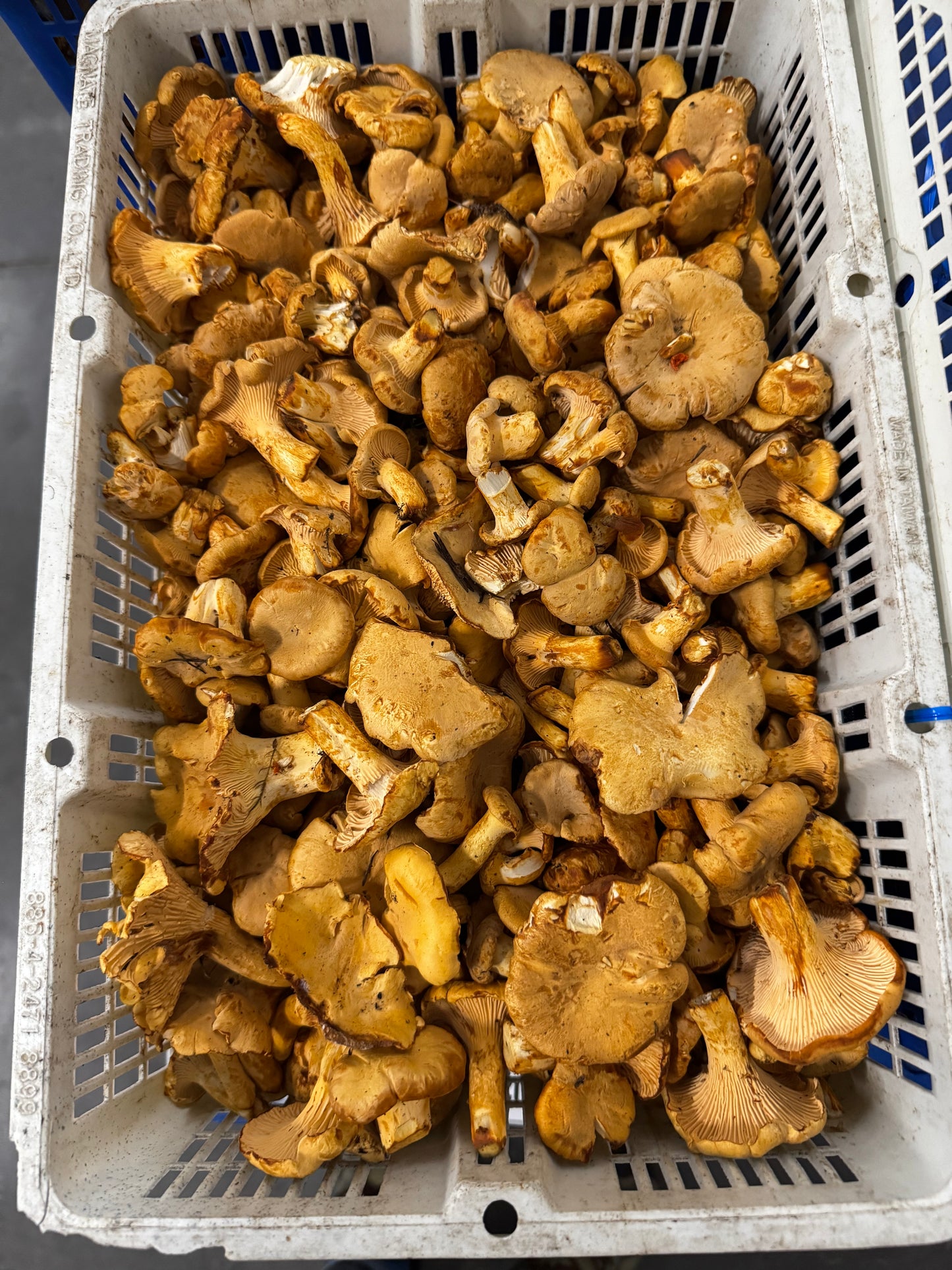 Chanterelle Mushrooms Buttons - PNW - per lb