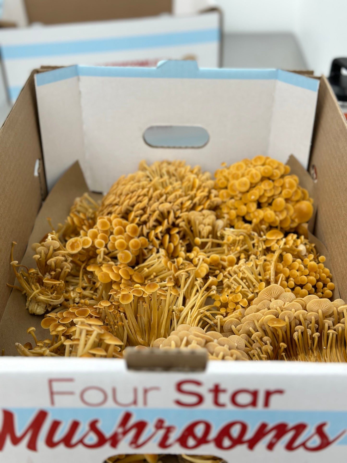 Golden Enoki Mushrooms - 3lb/case