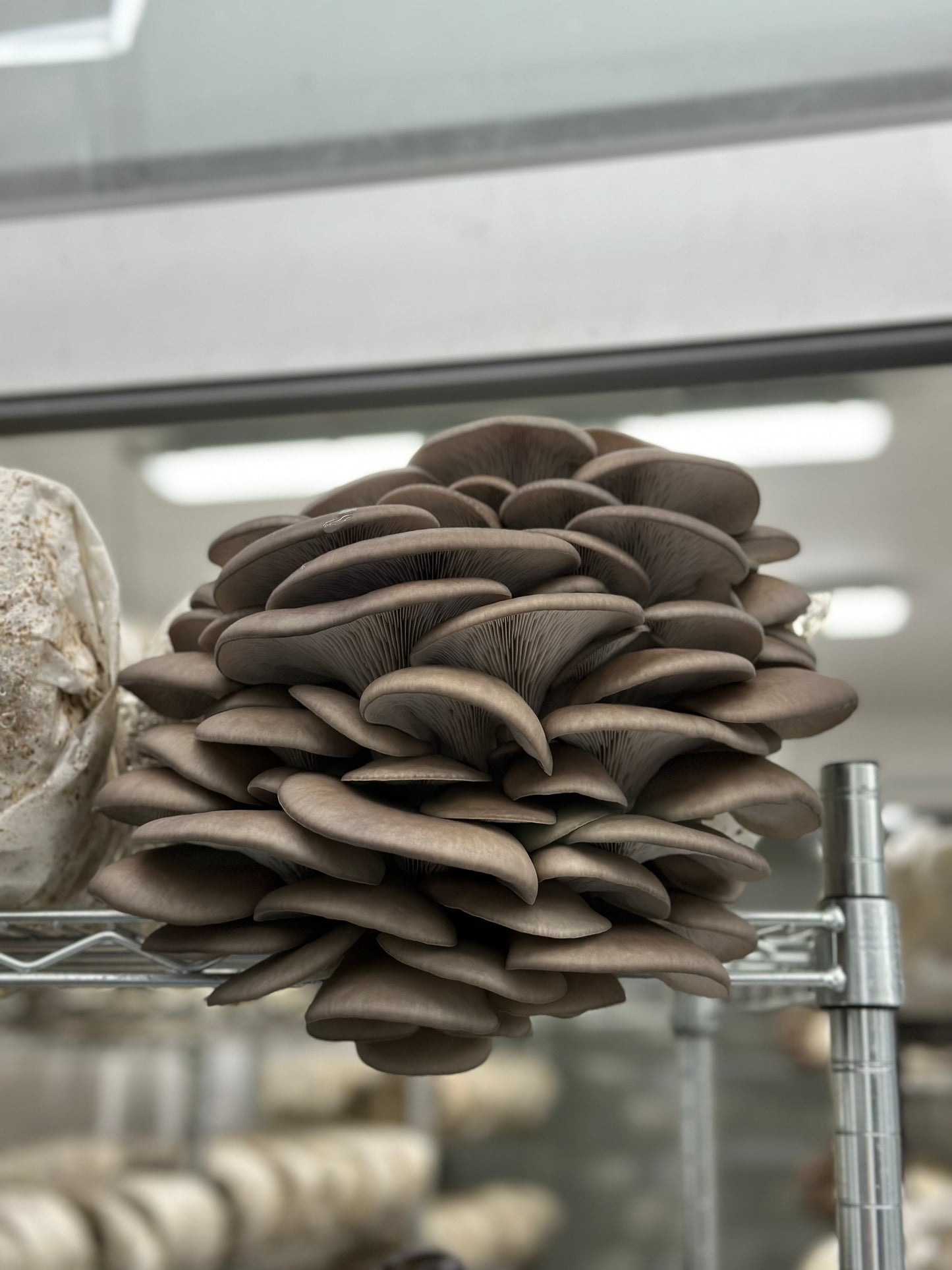 Blue Oyster Mushroom - 6lb/case