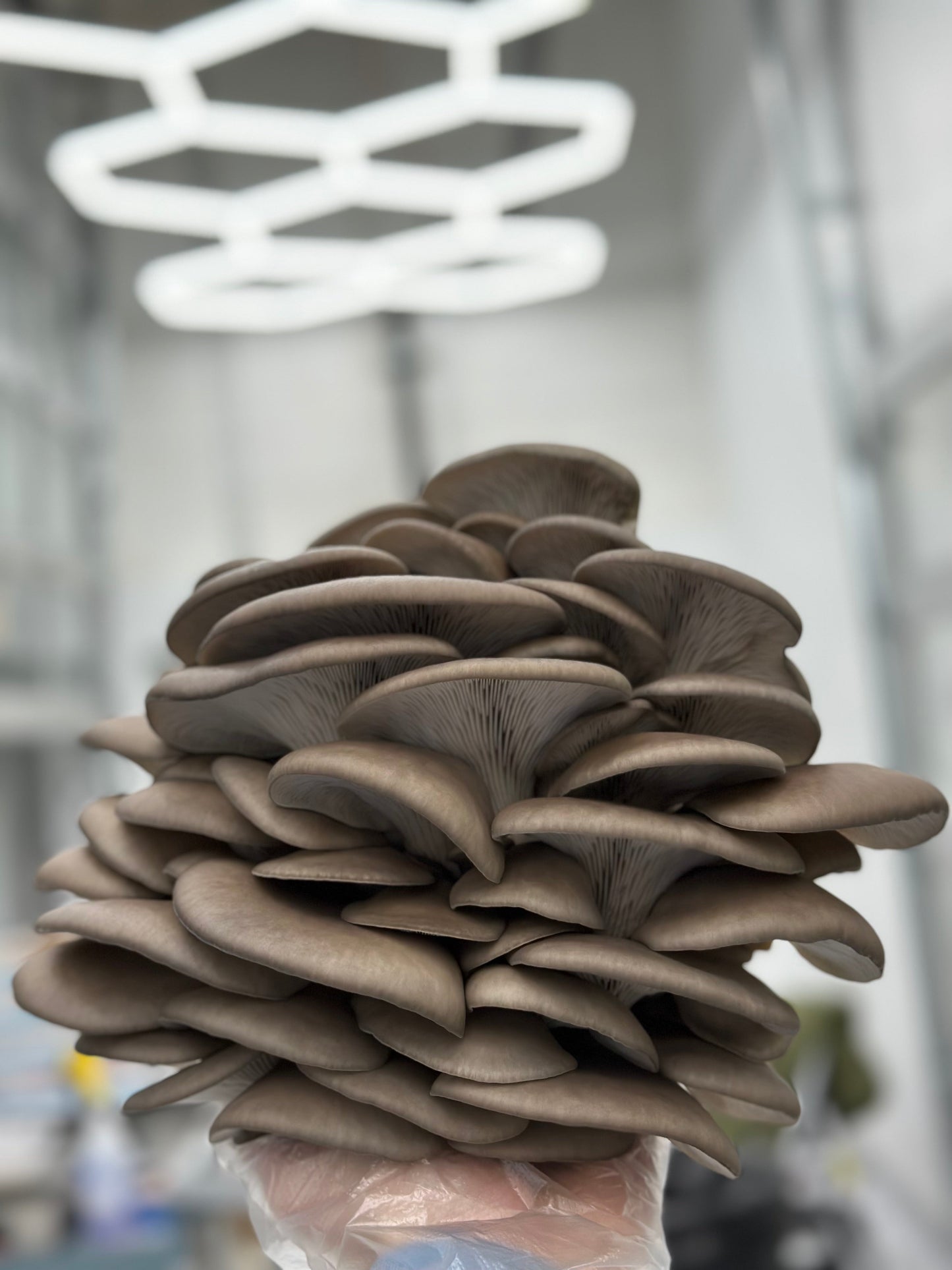 Blue Oyster Mushroom - 6lb/case