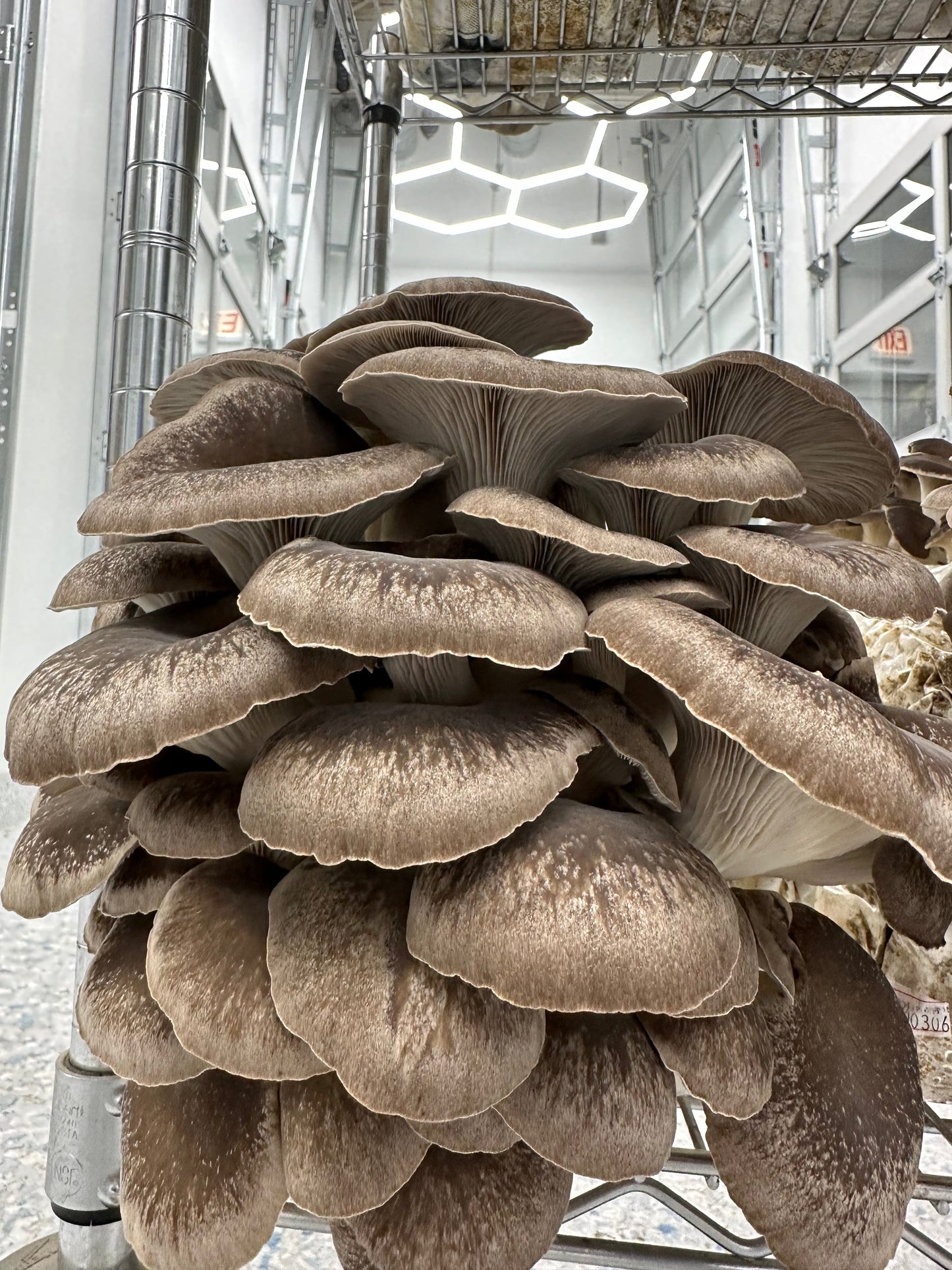 Black Oyster Mushroom - 6lb/case