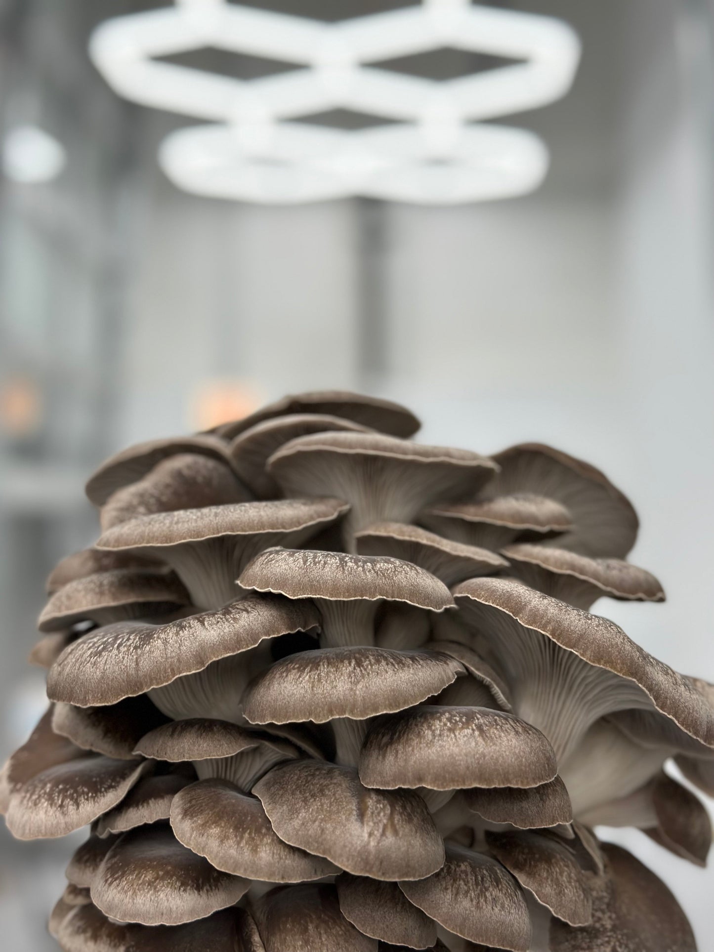 Black Oyster Mushroom - 6lb/case