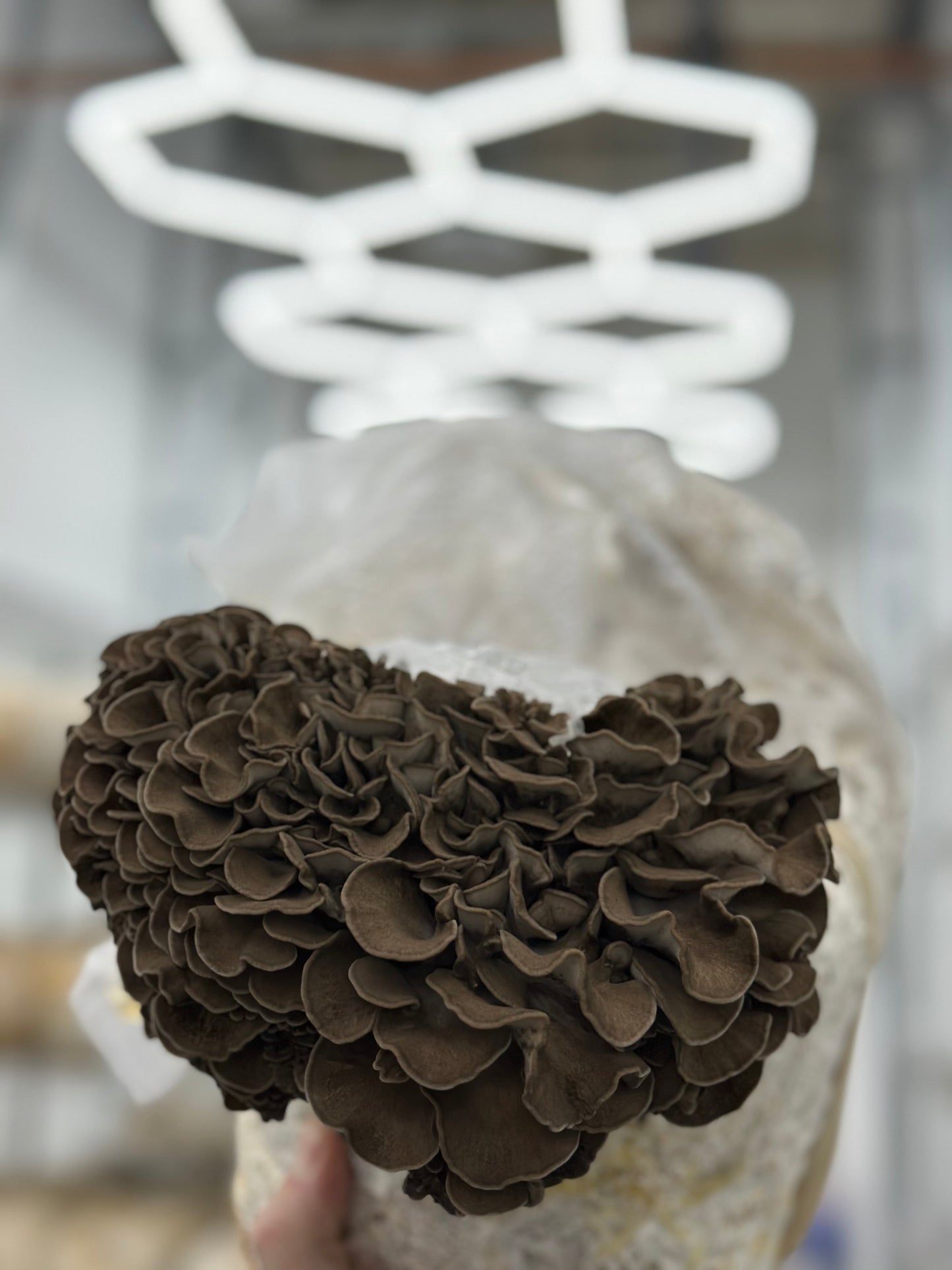 Maitake Mushrooms - 6lb/case