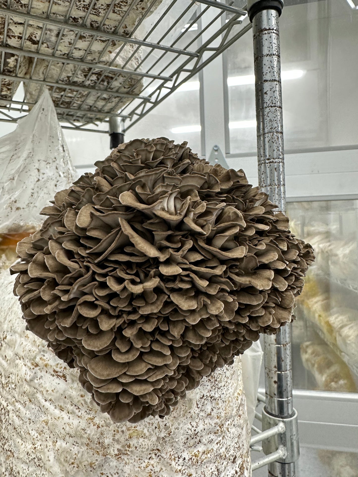 Maitake Mushrooms - 6lb/case
