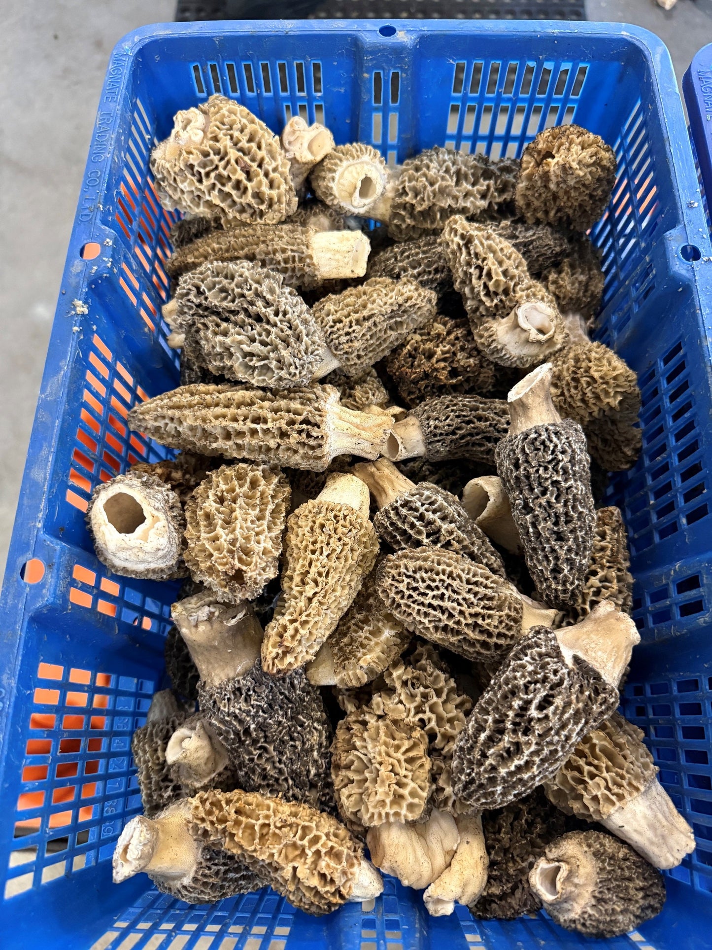 Morel Mushrooms - Grey - PNW - per lb